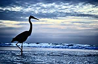 crane