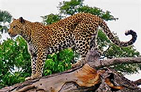 leopard