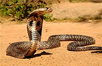 snake